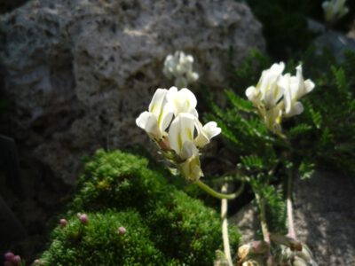 Astragalus sp coll Andorra