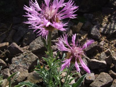 Centaurea bagadensis