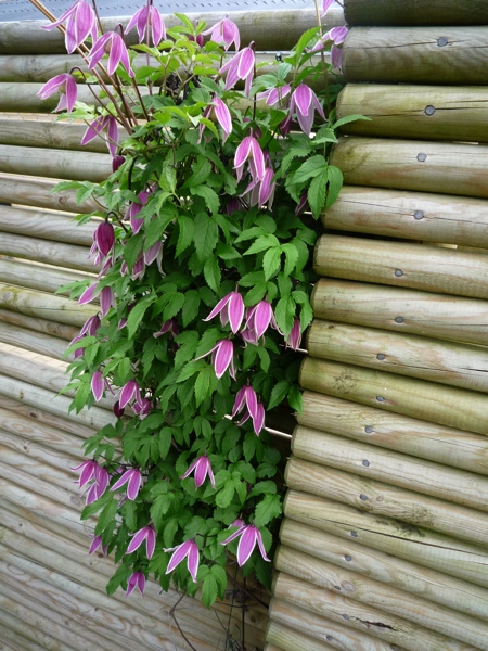 Clematis koreana x macropetala 'Columella'