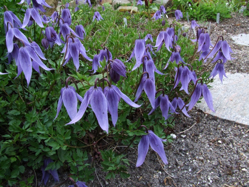 Clematis tenuiloba F&Z 243