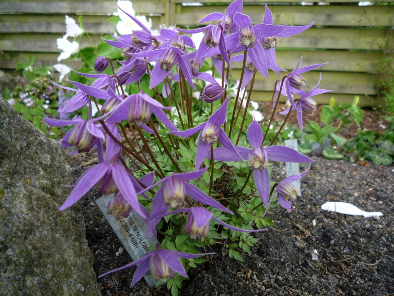 Clematis tenuiloba wy F&Z 259