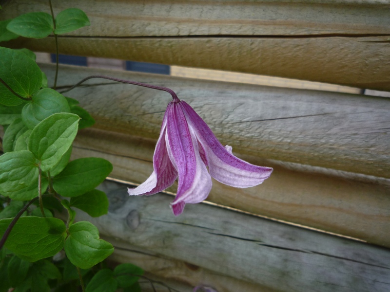 Clematis texensis 'Pagoda'