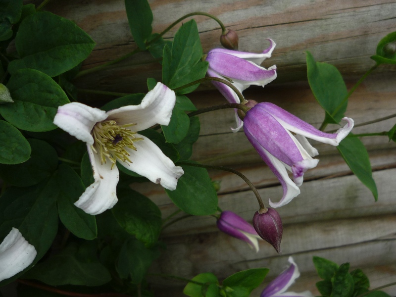 Clematis viorna 'Elfe'