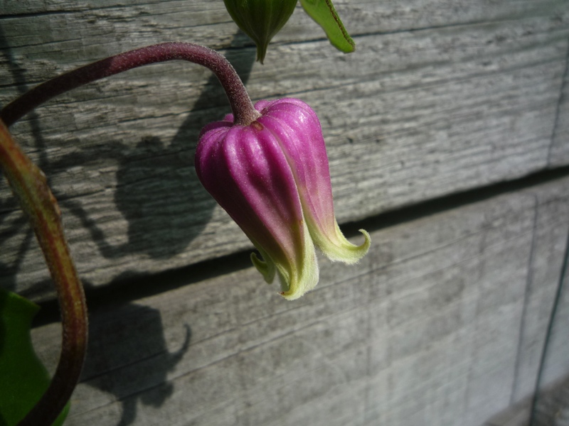 Clematis viorna bot.art.