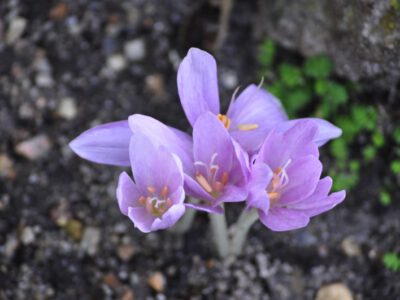 Colchicum haynaldii CH 829