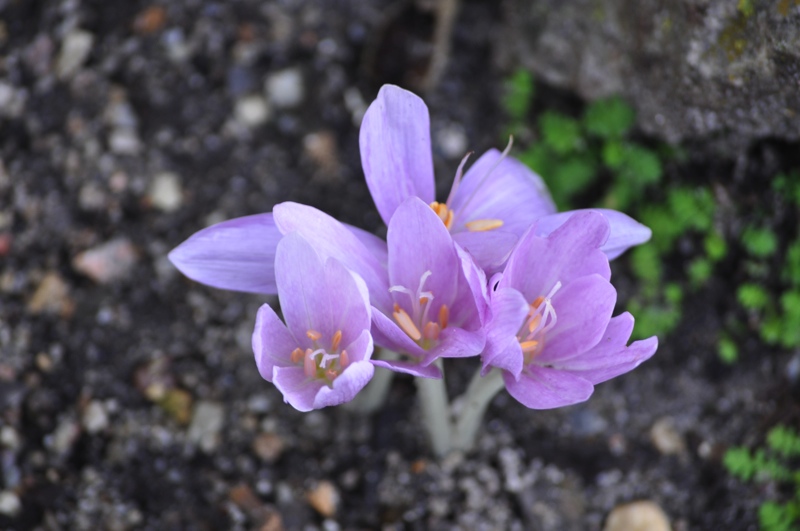 Colchicum haynaldii CH 829