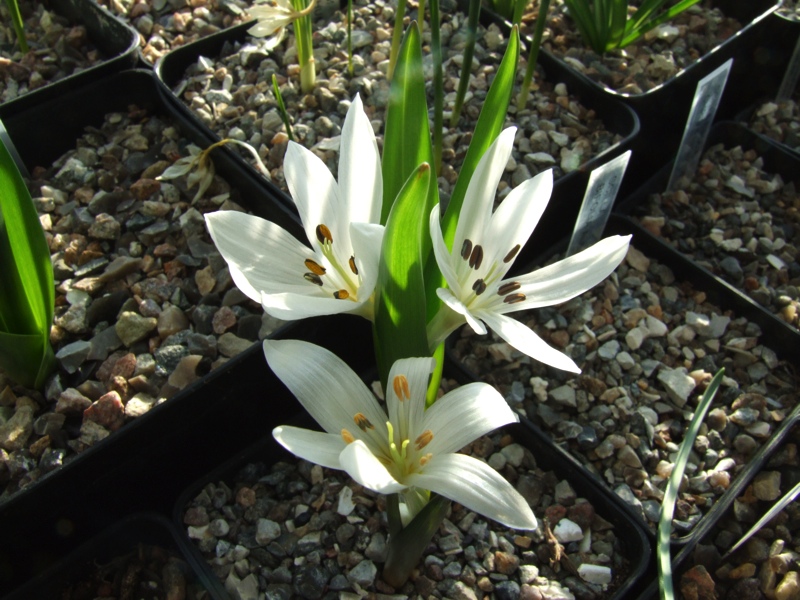 Colchicum mirzovae