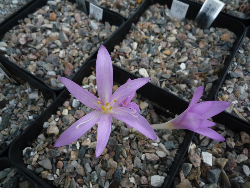 Colchicum polymorphum Young 640