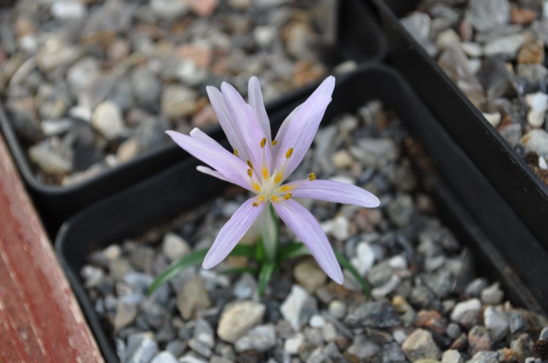 Colchicum pusillum