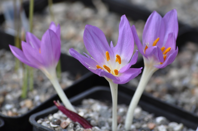 Colchicum sanguicolle