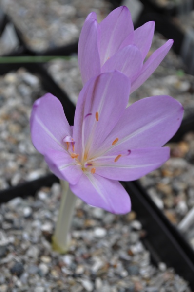 Colchicum tenori