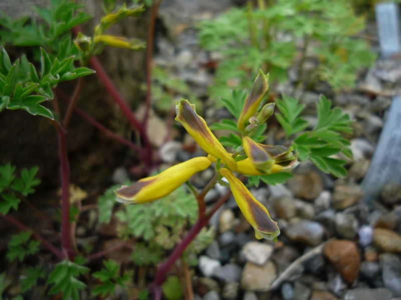 Corydalis sp