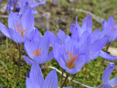 Crocus 'Artabir'