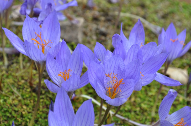 Crocus 'Artabir'