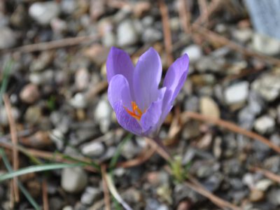 Crocus serotinus ssp salzmannii JP 91-77