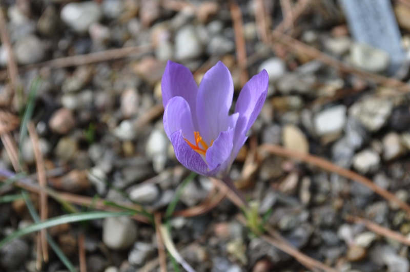 Crocus serotinus ssp salzmannii JP 91-77