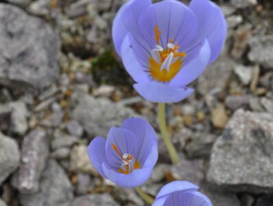 Crocus sieberi