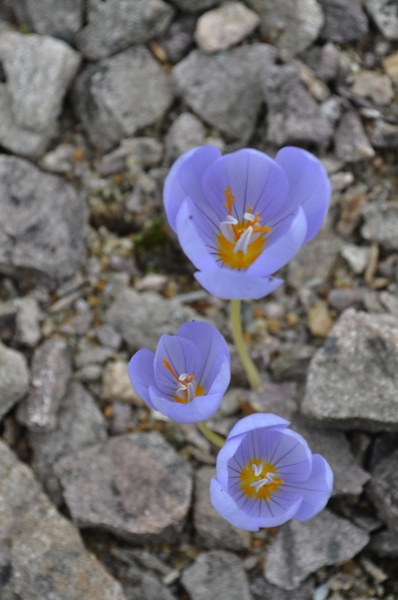 Crocus sieberi