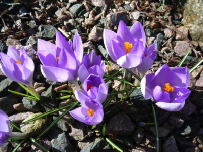 Crocus vernus 'Harlem Gem'