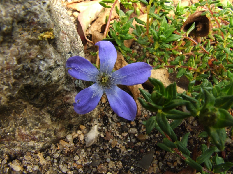 Cyananthus microphyllus