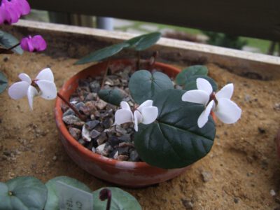 Cyclamen coum alba