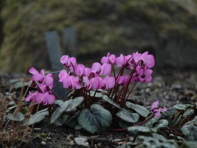 Cyclamen coum