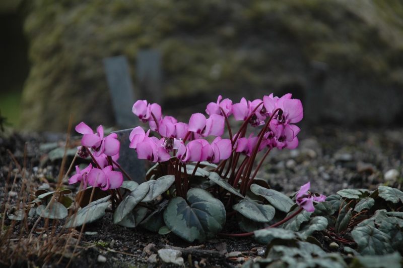 Cyclamen coum