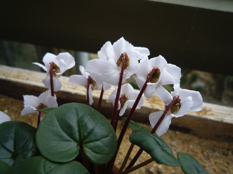 Cyclamen coum albissimum Golan Heights