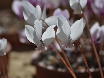 Cyclamen hederifolium `Milia` TB.