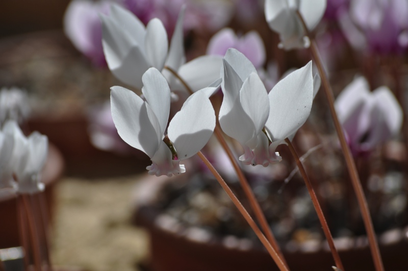 Cyclamen hederifolium `Milia` TB.