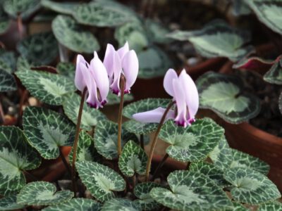 Cyclamen graecum CSE