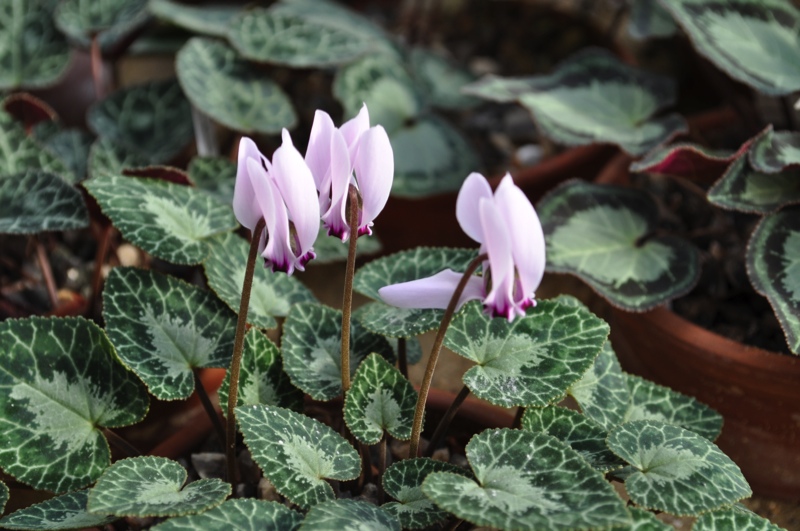 Cyclamen graecum CSE