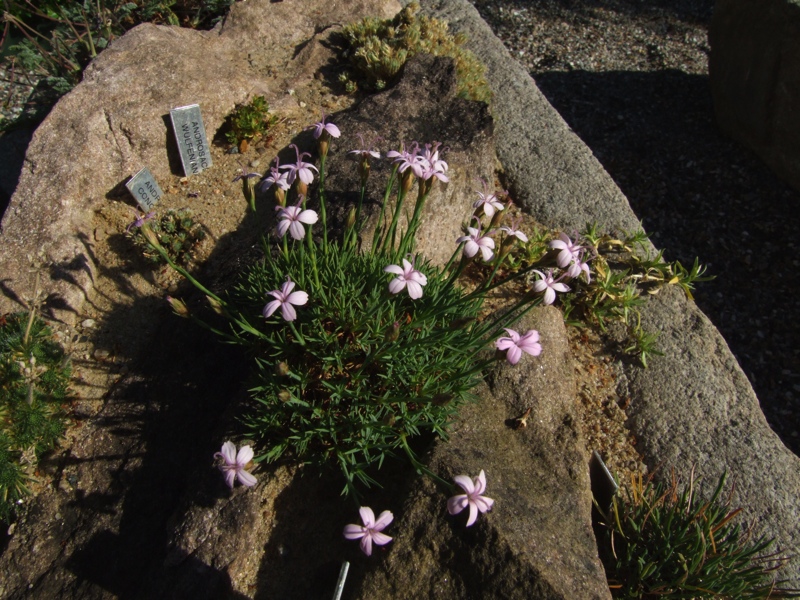 Dianthus erinaceus v alpinus