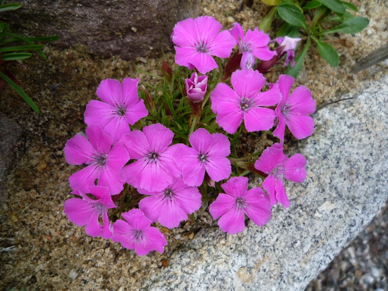 Dianthus glacialis ssp gelidus