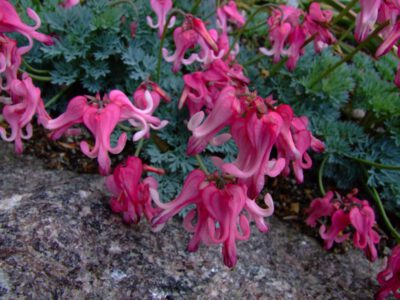 Dicentra peregrina ‘Scarlet’