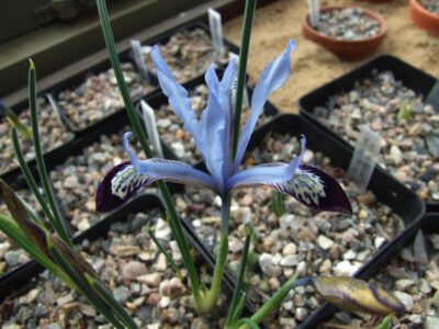 Iris reticulata bakeriana