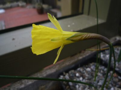 Narcissus bulbocodium ssp praecox JCA