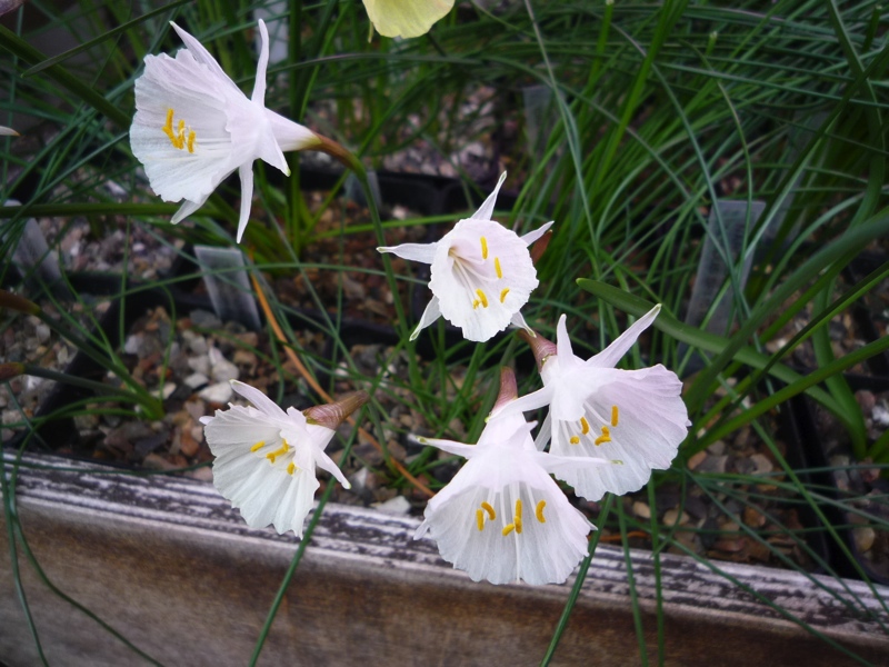 Narcissus cantabricus ex Algeria