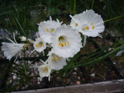 Narcissus cantabricus RW