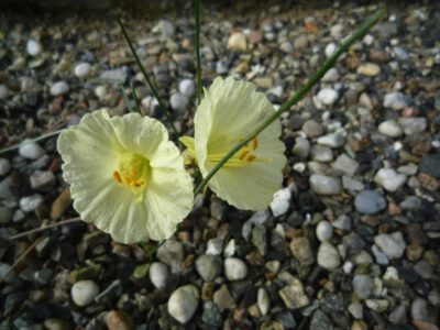 Narcissus romieuxii 'Trebble Chance'
