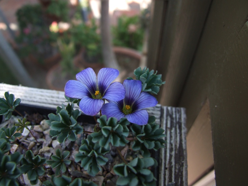 Oxalis laciniata v pubescens kila 18