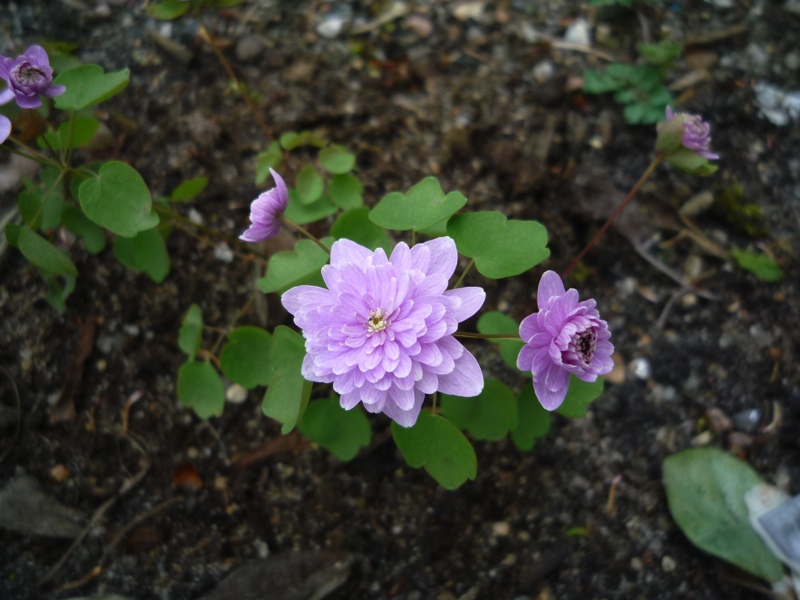 Anemonella thalictroides fl pl pink