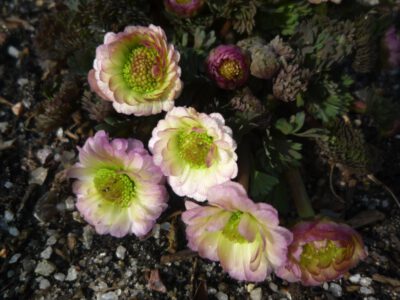 Callianthemum anemonoides fl pl