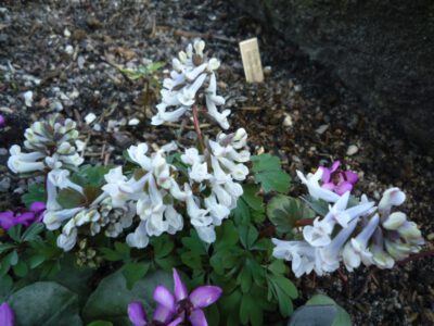 Corydalis solida 'Blue Pearl'