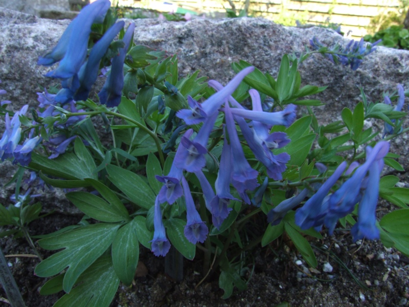 Corydalis turtschaninowii-ornata