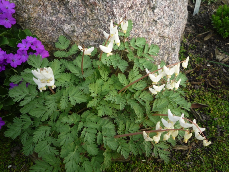 Dicentra cuccularia