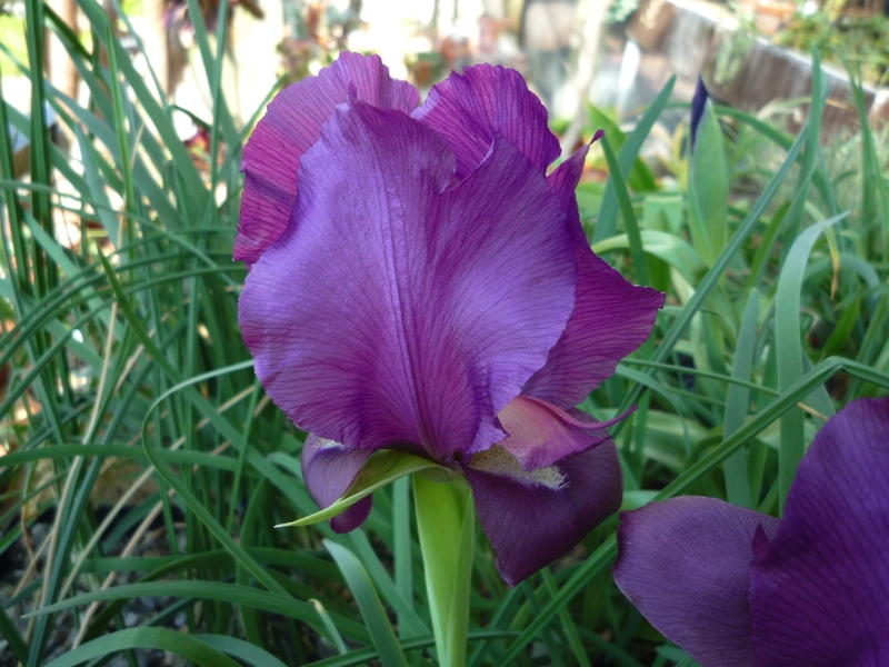 Iris barnumae