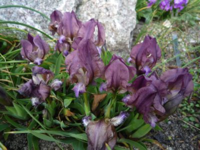 Iris mellita (suaveolens)