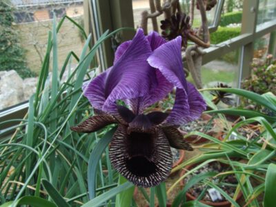 Iris paradoxa x iberica ssp elegantissima