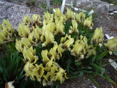 Iris suaveolens yellow RW